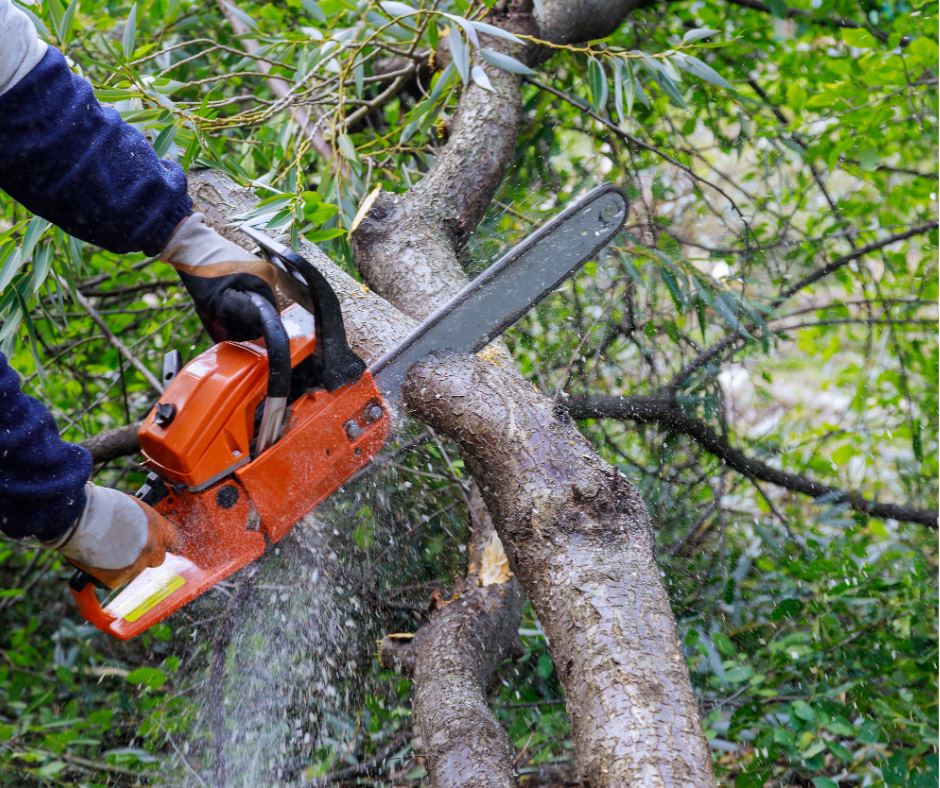 Tree trimming and removal in South Jordan & Salt Lake City by J&A Landscaping – safe and professional tree care.