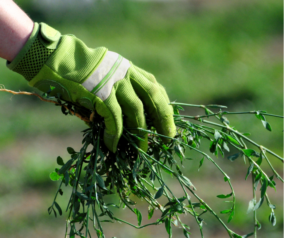 Weeding service in South Jordan & Salt Lake City by J&A Landscaping – removing invasive weeds for healthier lawns.