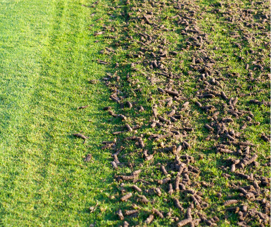Freshly aerated lawn in South Jordan, Utah – J&A Landscaping lawn care services for healthier grass and soil.