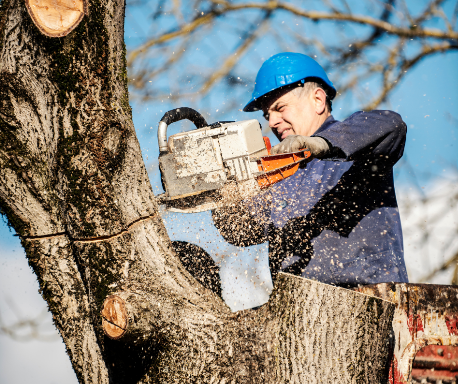 Certified arborist trimming a large tree branch using a hand saw, part of J&A Landscaping’s safe and professional tree care services.